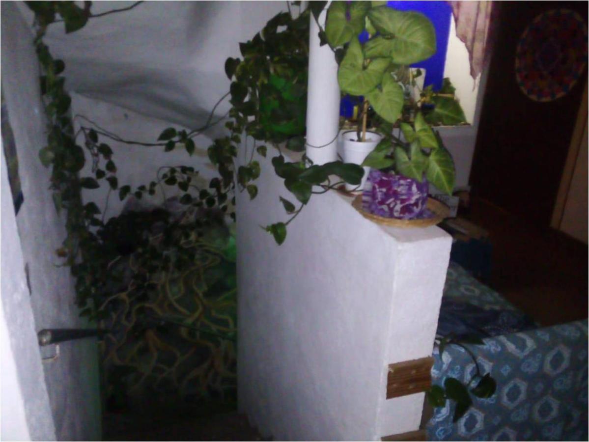 Natural Mystic Hostal Tepoztlan Εξωτερικό φωτογραφία